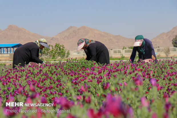 طرح توانمندسازی زنان روستایی با توسعه کشت گیاهان دارویی