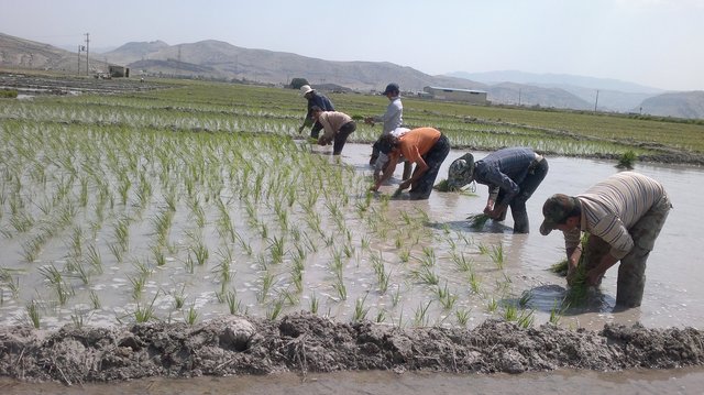 هشدار به کشاورزان خوزستان برای برداشت سریع‌تر محصول برنج