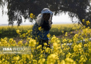 برداشت بیش از ۷۶ هزار تن کلزا در خوزستان