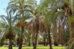 شوری آب سبب آسیب به نخل و پایین آمدن کیفیت محصول می‌شود