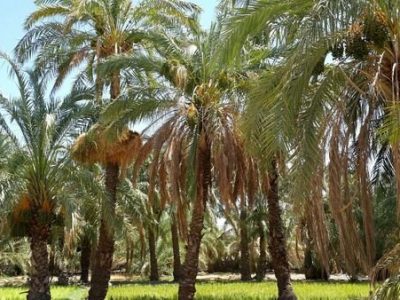 شوری آب سبب آسیب به نخل و پایین آمدن کیفیت محصول می‌شود