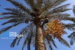 خوزستان یکی از قطب های تولید خرما است ک نقش مهمی در اقتصاد منطقه دارد