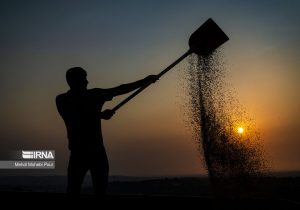 در خوزستان بیشترین ضربه از آلاینده های صنعتی و نفتی به بخش کشاورزی است