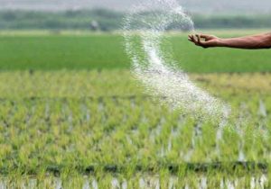 برای اثربخشی بیشتر کودها بهتر است هنگام کاشت بذر استفاده شوند