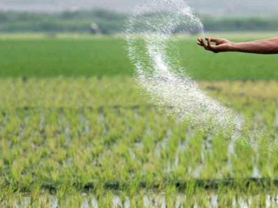 برای اثربخشی بیشتر کودها بهتر است هنگام کاشت بذر استفاده شوند