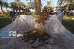 صادرات خرما از خوزستان به عراق،کویت و چین