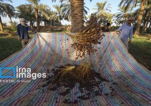 صادرات خرما از خوزستان به عراق،کویت و چین