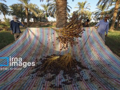 صادرات خرما از خوزستان به عراق،کویت و چین
