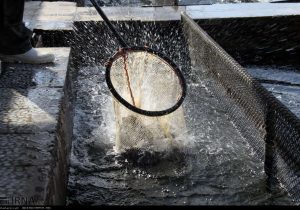 رهاسازی بچه ماهی ها در آب های استان با هدف بازسازی ذخایر آبزیان