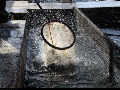 رهاسازی بچه ماهی ها در آب های استان با هدف بازسازی ذخایر آبزیان