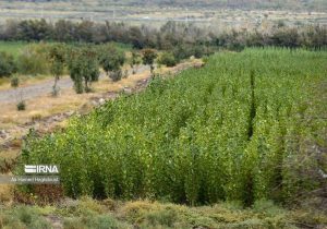 کاهش وقوع پدیده گرد غبار با اجرای طرح بیابان زدایی