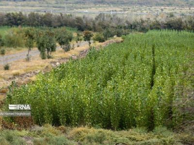 کاهش وقوع پدیده گرد غبار با اجرای طرح بیابان زدایی