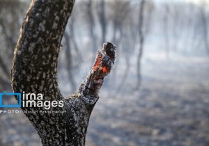 ایجاد ۲۰۰ هزار جنگل دست کاشت در استان در جهت کنترل شن های روان
