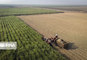 ایجاد بیش از هشت هزار فرصت شغلی در استان با بهره برداری طرح های کشاورزی