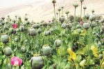 کشف یک مزرعه ی خشخاش در پی گزارش های مردمی
