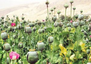 کشف یک مزرعه ی خشخاش در پی گزارش های مردمی