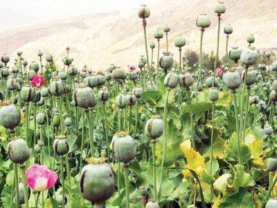 کشف یک مزرعه ی خشخاش در پی گزارش های مردمی