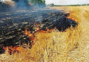 سوزاندن بقایای کشاورزی موجب انتشار گاز های گلخانه ای و بروز مشکل برای ساکنین مناطق اطراف می شود