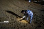 وارد کردن ۲میلیون و۹۵۹ هزار تن نهاده دامی به کشور با هدف پشتیبانی از استمرار تولید در صنعت دامپروری