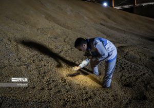 وارد کردن ۲میلیون و۹۵۹ هزار تن نهاده دامی به کشور با هدف پشتیبانی از استمرار تولید در صنعت دامپروری