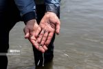 رهاسازی بچه ماهی در تالاب شادگان با هدف حفظ و تکثیر گونه های آبزی