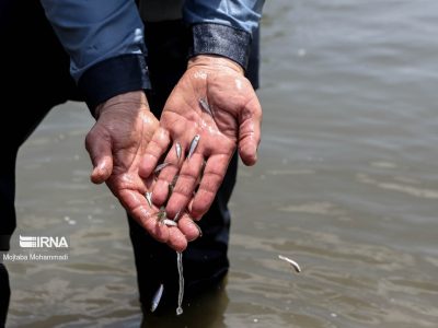 رهاسازی بچه ماهی در تالاب شادگان با هدف حفظ و تکثیر گونه های آبزی
