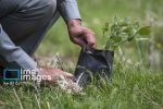 تلاش در جهت بیابان زایی و جلوگیری از ریزگرد ها در خوزستان