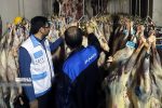 شناسایی و ضبط بیش از ۱۹۵ کیلوگرم فرآورده خام دامی ناسالم در مواکب